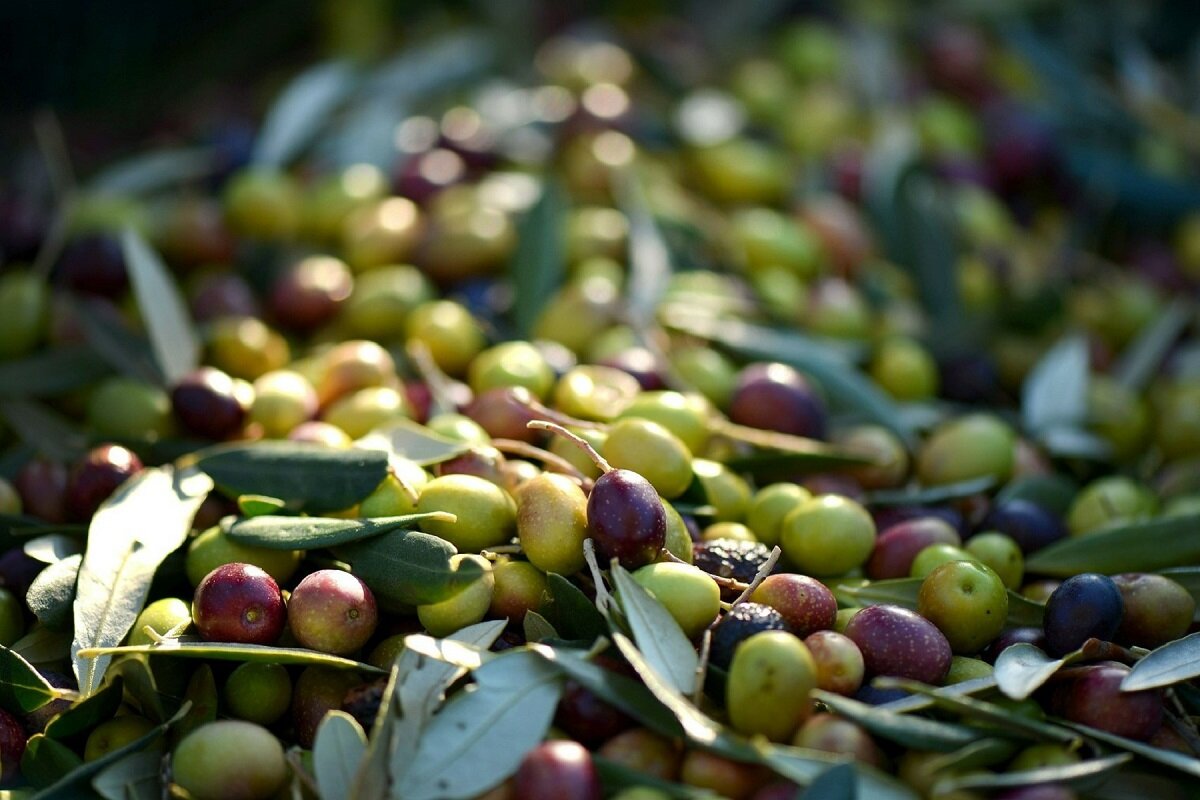 Hoe bewaar je olijfolie?