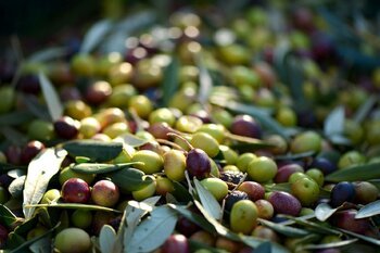 Hoe bewaar je olijfolie?